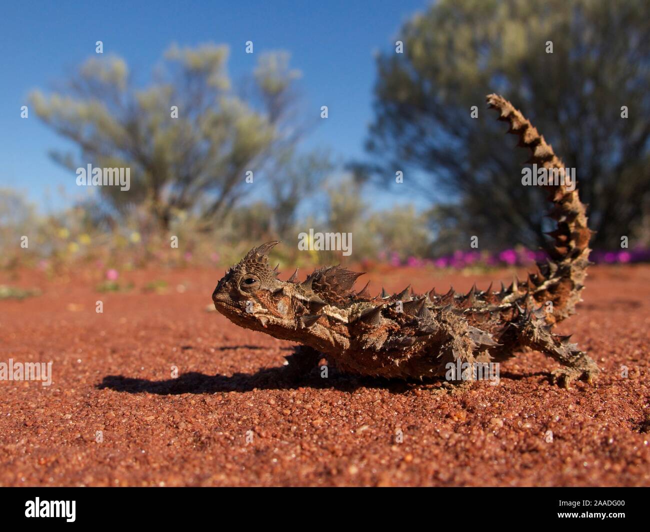 Spinosa dragon (Moloch horridus) nel deserto habitat, Australia. Foto Stock