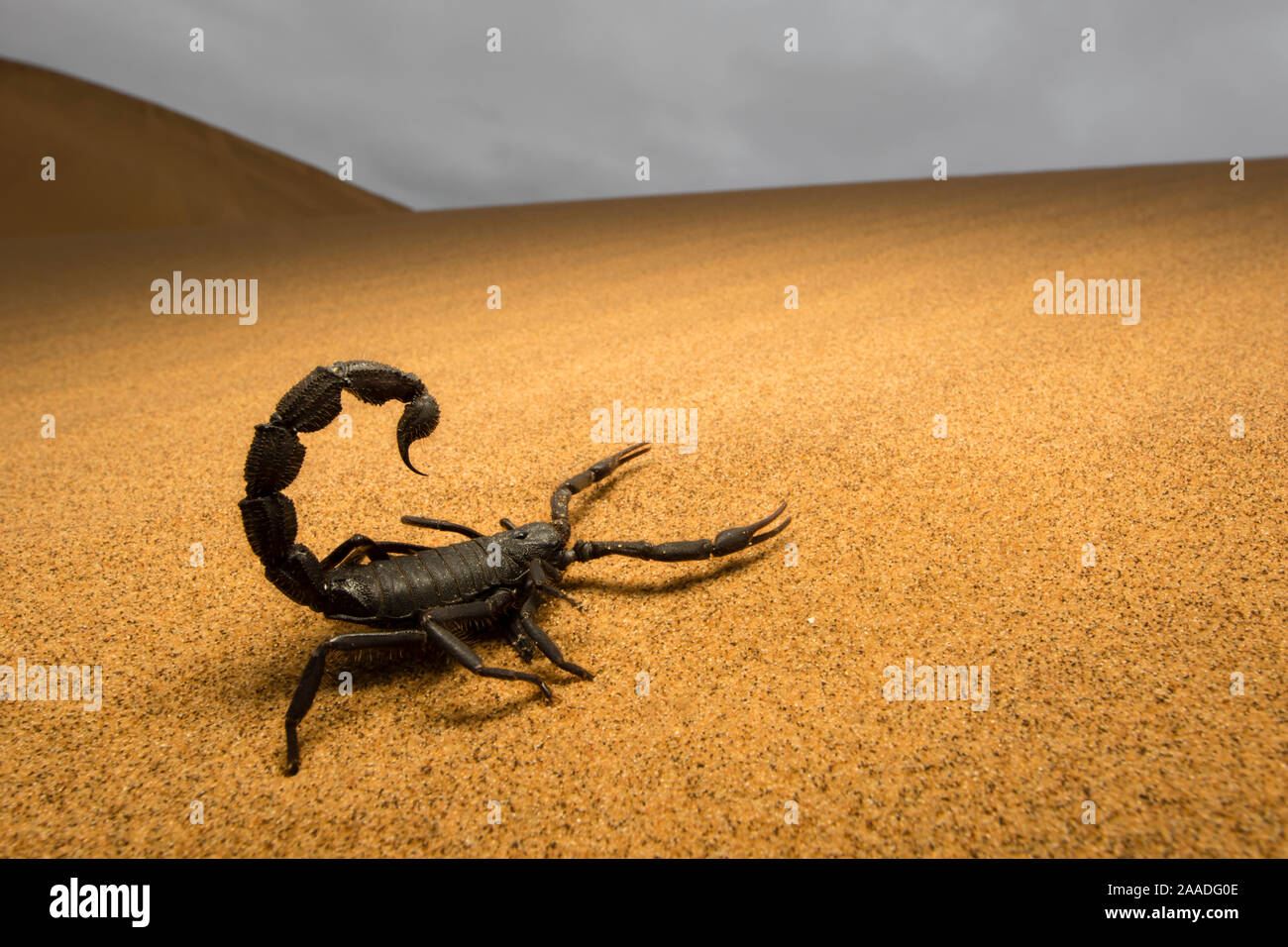 Scorpione nero (Parabuthus villosus) Dorob National Park, Namibia. Foto Stock