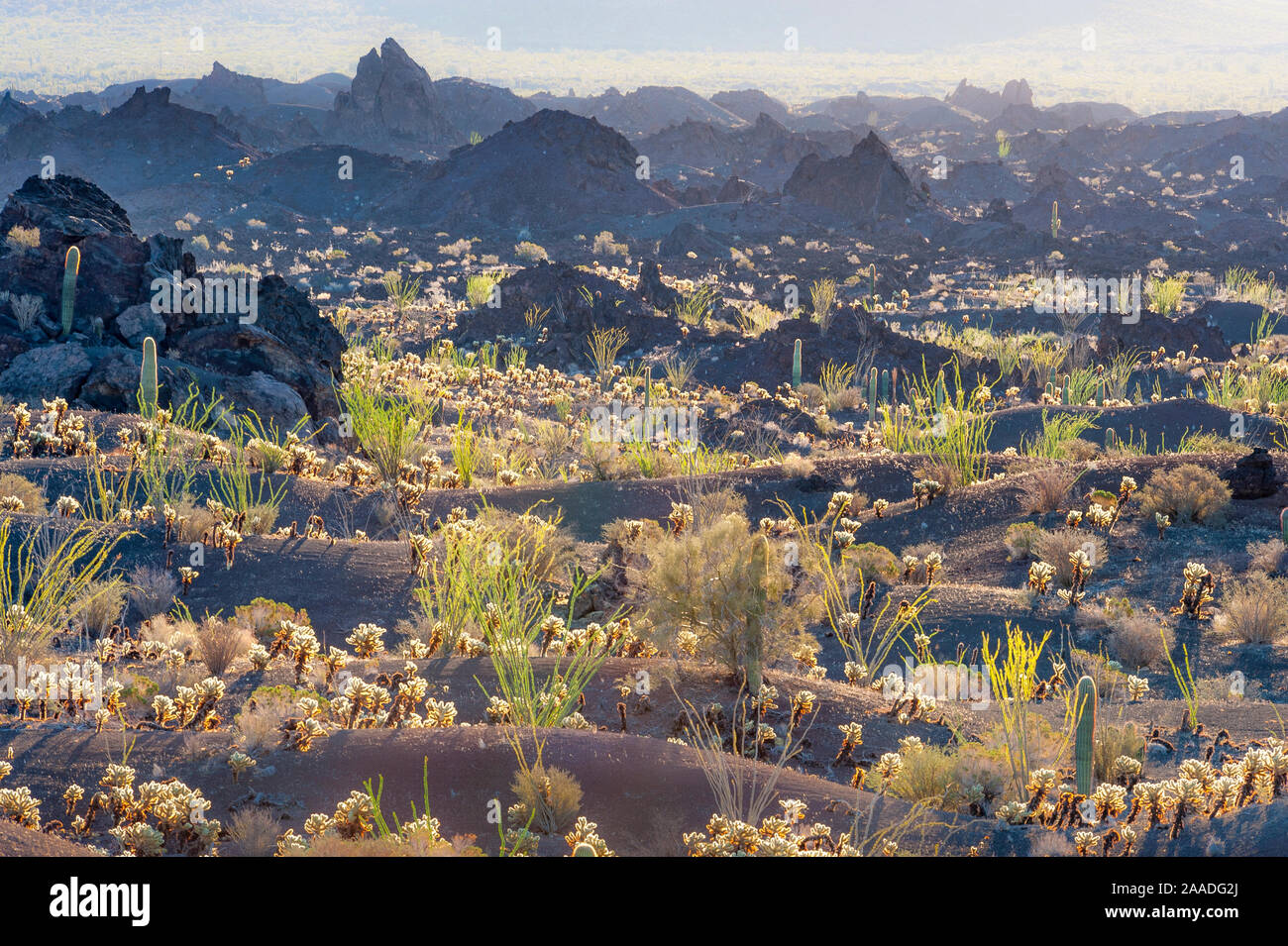 Deserto environ con Cholla cactus (Cylindropuntia) El Pinacate e Gran Desierto de altare Riserva della Biosfera. Pinacate flusso lavico, vicino al confine parete lungo la US-confine messicano attraverso il Deserto di Sonora in Arizona e Messico. Messico. Gennaio 2009. Foto Stock