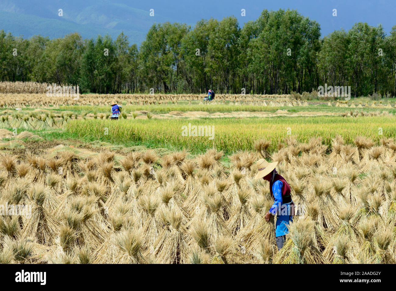 Raccolte di campi di riso intorno alla città di Dali, Yunnan in Cina. Settembre 2016. Foto Stock