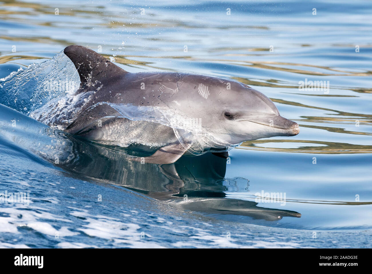 Indo-pacifico delfino maggiore (Tursiops aduncus) porpoising, Sud Africa, Oceano Indiano. Foto Stock