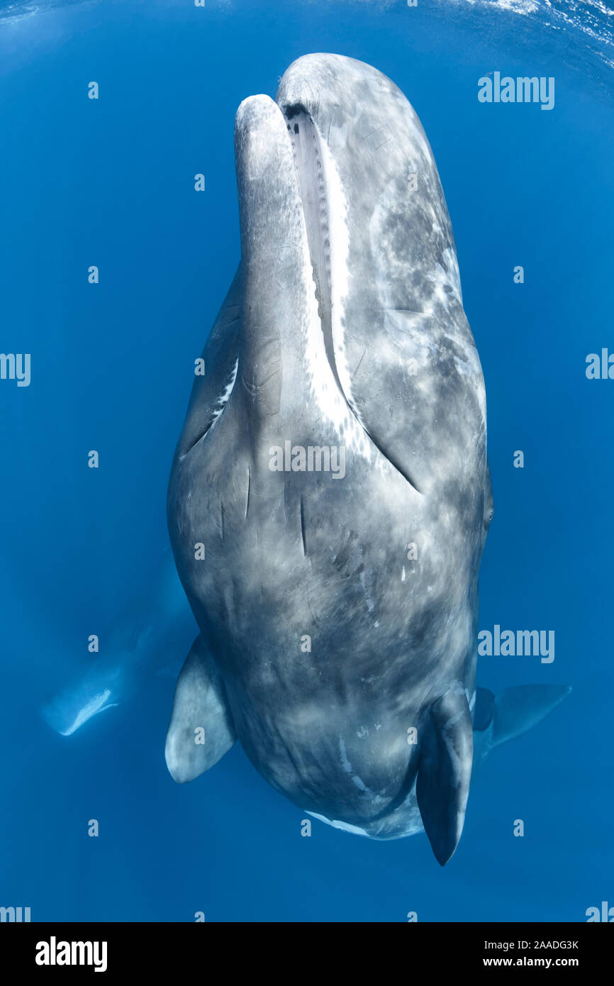 Capodoglio (Physeter macrocephalus) femmina adulta, in corrispondenza della superficie dell'oceano con la sua bocca leggermente aperta. Sri Lanka, Oceano Indiano. Foto Stock