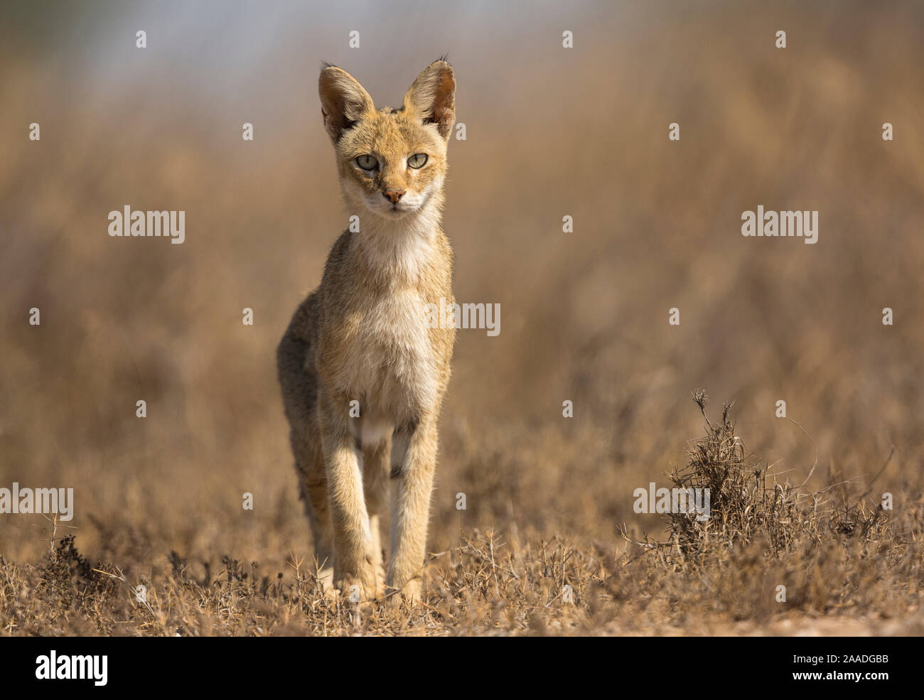 Jungle cat (Felis chaus), femmina in cerca di prede. Velavadar National Park, Gujarat, India. Foto Stock