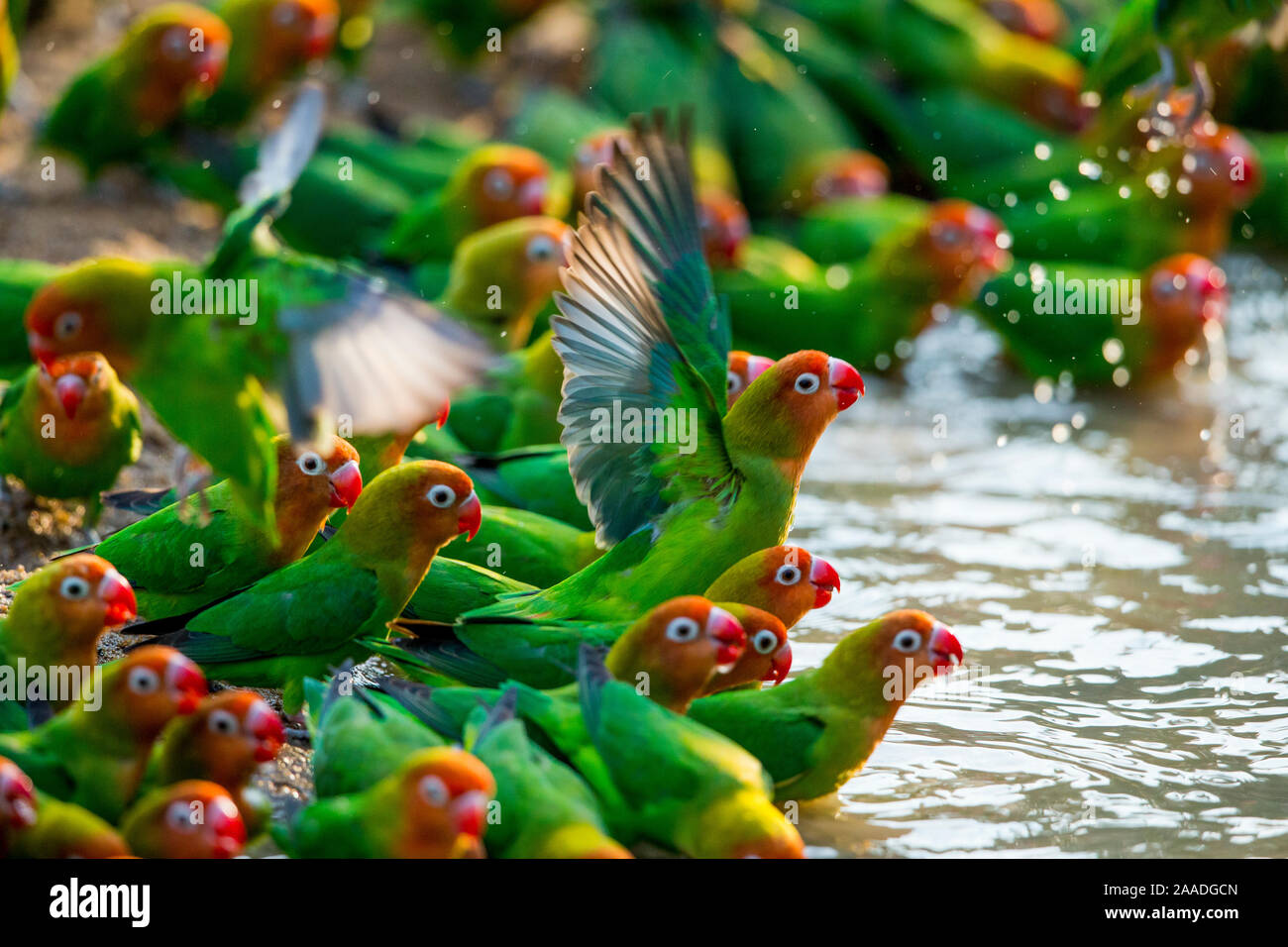 Lilian's innamorati (Agapornis lilianae) la balneazione in Sud Luangwa NP, Zambia Foto Stock