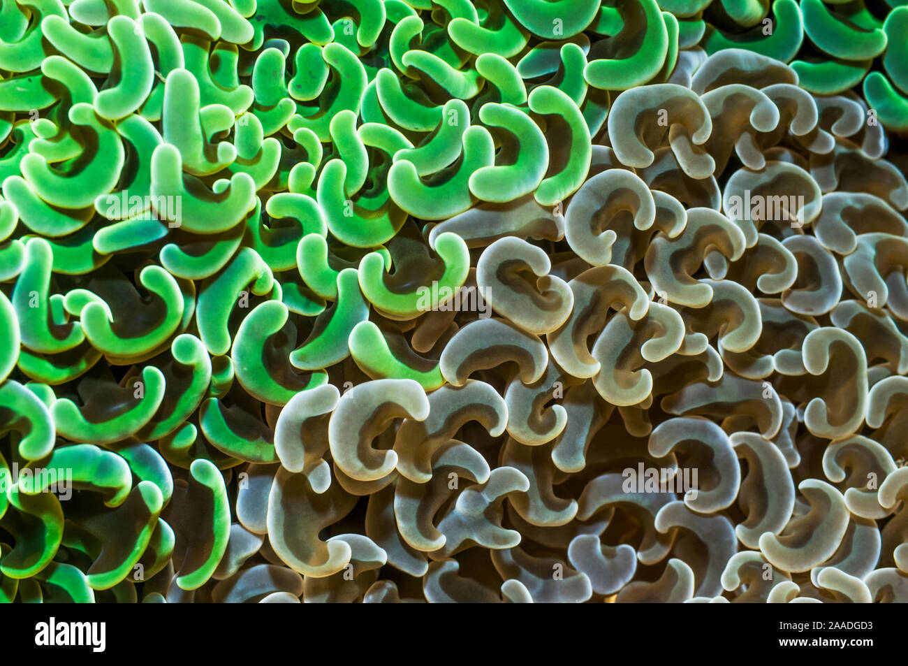 Coral (Euphyllia ancora) polipi marrone e verde. Lembeh strait, Nord Sulawesi, Indonesia. Foto Stock