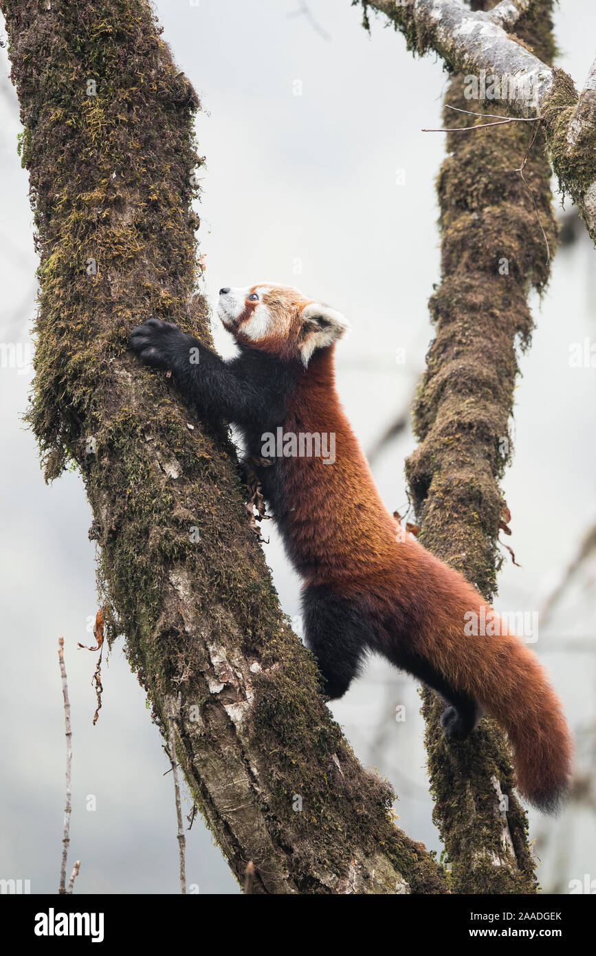 Panda rosso (Ailurus fulgens) che si muove attorno ad un albero nel cloud tipico habitat della foresta di Singalila National Park, West Bengal, India. Foto Stock