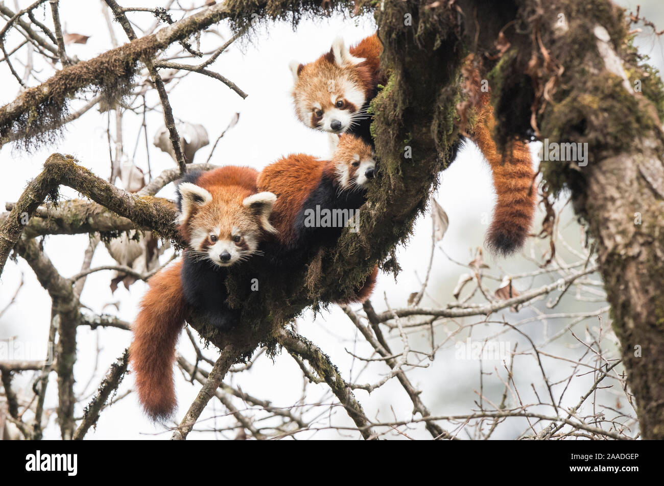 Panda rosso (Ailurus fulgens) famiglia, femmina adulta e due subadult novellame, resto insieme alla tettoia del cloud forest. Singalila National Park, West Bengal, India. Foto Stock