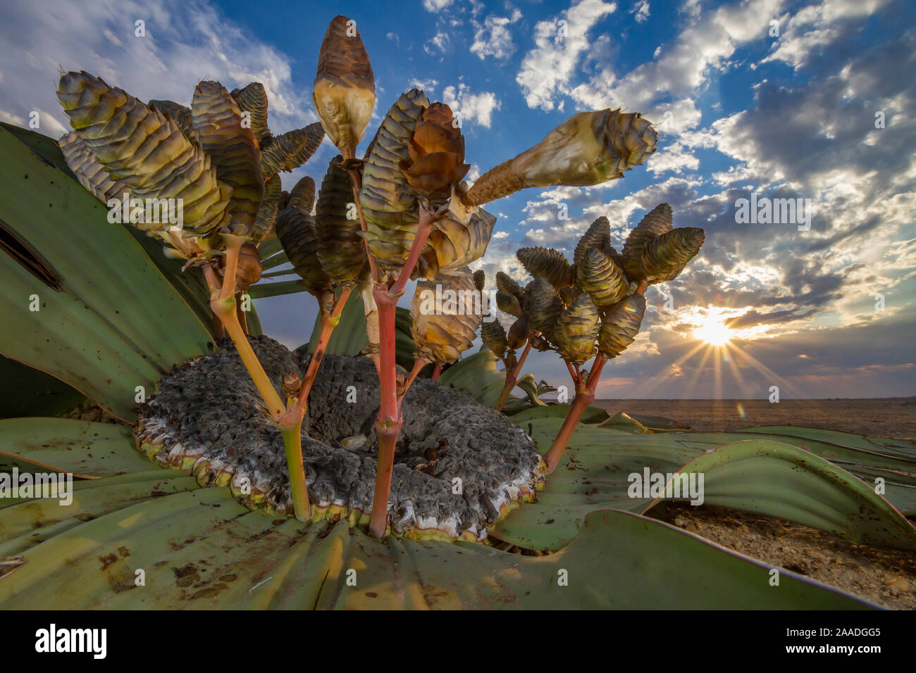 Coni di una femmina Welwitschia impianto (Welwitschia mirabilis) Swakopmund, Namib Desert, Namibia. Essi sono tra i più antichi organismi sul pianeta: alcune persone potrebbero essere più di duemila anni. Vincitore di piante e funghi categoria di Wildlife Photographer of the Year concorrenza 2018. Foto Stock