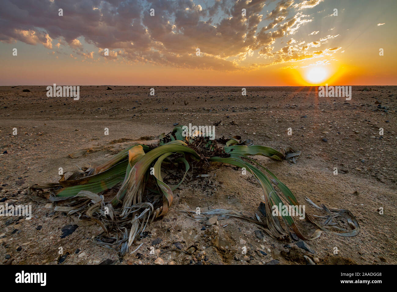 Endemica del deserto Welwitschia impianto (Welwitschia mirabilis) maschio al tramonto vicino a Swakopmund, Namibia. A differenza della maggior parte dei moderni impianti stanno dioica, il che significa che non ci sono le piante maschio e piante femmina, che producono ciascuna coni specializzati che vengono impollinate da insetti. Foto Stock