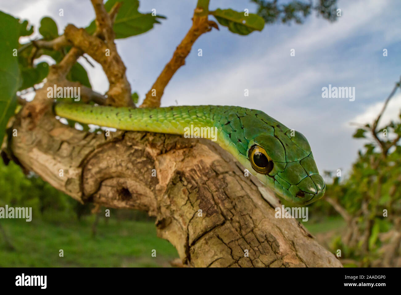 Avvistato bush snake (Philothamnus semivariegatus) pende da una boccola in Gorongosa National Park, Mozambico. Foto Stock