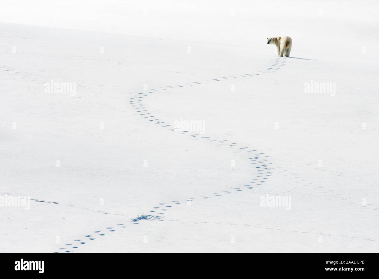 Orso polare (Ursus maritimus) e serpeggianti orme, Svalbard, Norvegia Foto Stock