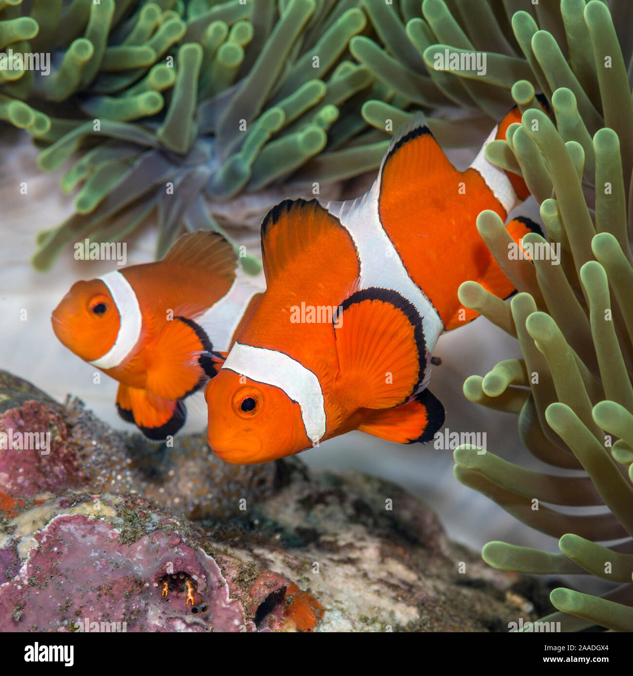 False clown anemonefish (Amphiprion oceallaris) custodire le uova deposte su di una roccia corallina sotto un mare anemonePhilippines. Mare di Bohol, tropicali West Oceano Pacifico. Foto Stock