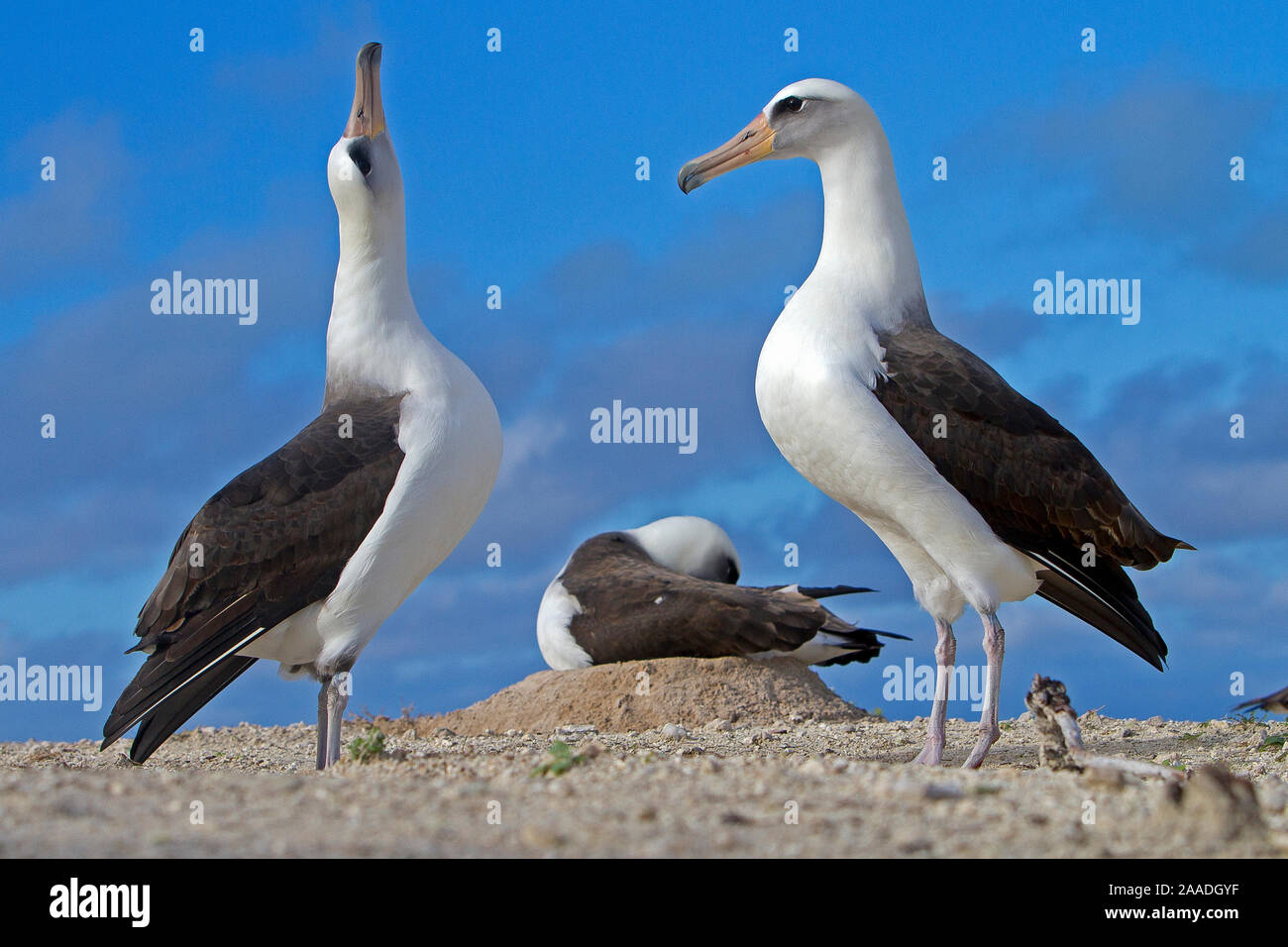 Laysan albatross (Phoebastria immutabilis), compie il rituale del corteggiamento, Isola Orientale, Midway Atoll National Wildlife Refuge, Hawaii Foto Stock