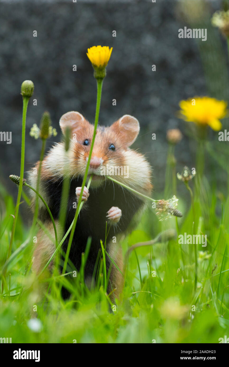 Unione hamster (Cricetus cricetus) alimentazione su piantaggine, Vienna, Austria. Foto Stock