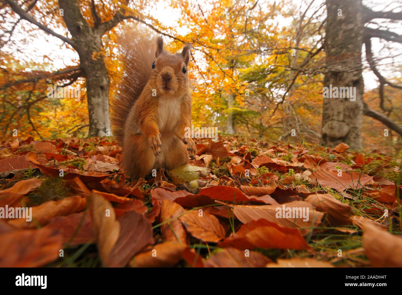 Red scoiattolo (Sciurus vulgaris) nella figliata di foglia nel bosco autunnale, altopiani, Cairngorms National Park, Scozia, Regno Unito, ottobre 2015. Foto Stock
