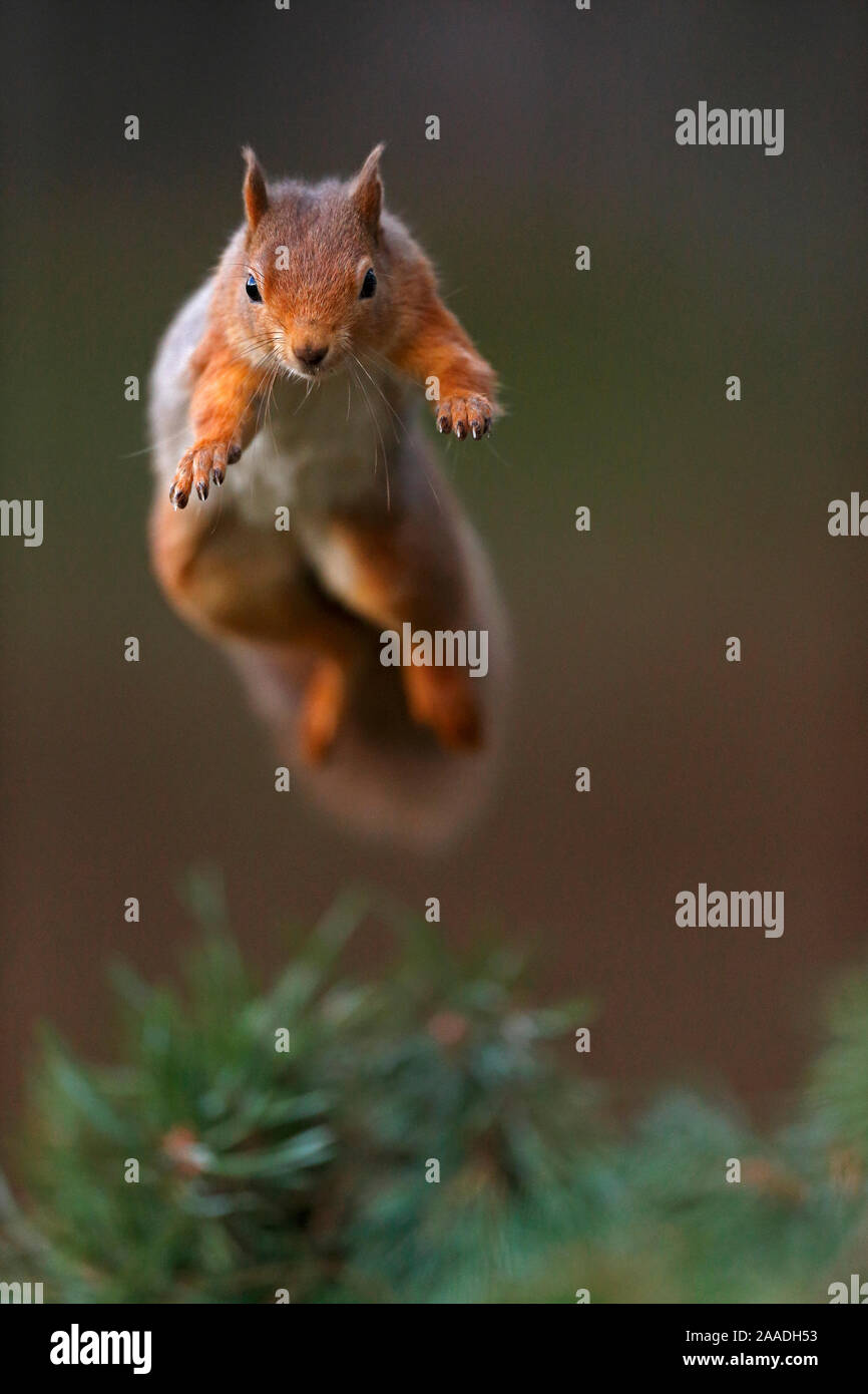 Red scoiattolo (Sciurus vulgaris) a metà del Balzo, Parco Nazionale di Cairngorms, altopiani, Scozia, Regno Unito, novembre. Foto Stock