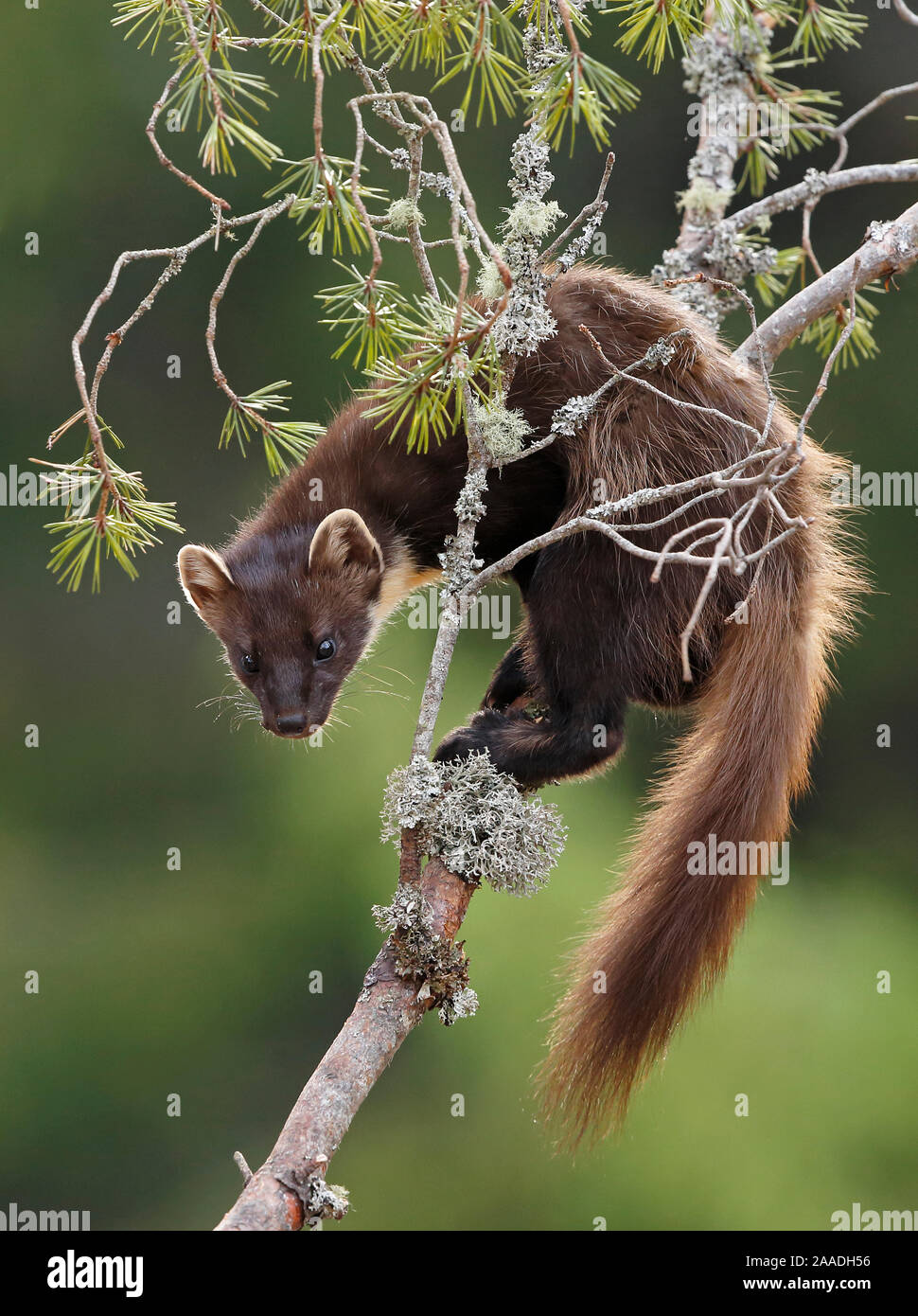 Martora (Martes martes) sul ramo del pino silvestre tree. Perthshire, Highlands, Scotland, Regno Unito, maggio. Foto Stock