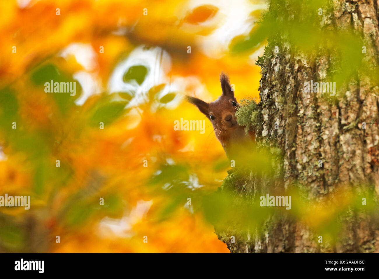 Red scoiattolo (Sciurus vulgaris) salendo tronco di albero con foglie di autunno, Highlands, Scozia, ottobre 2015. Foto Stock