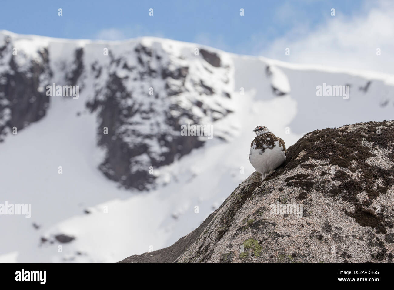 Pernice bianca (Lagopus mutus) maschio su roccia nel paesaggio di montagna, Cairngorms National Park, Scozia, Aprile. Foto Stock