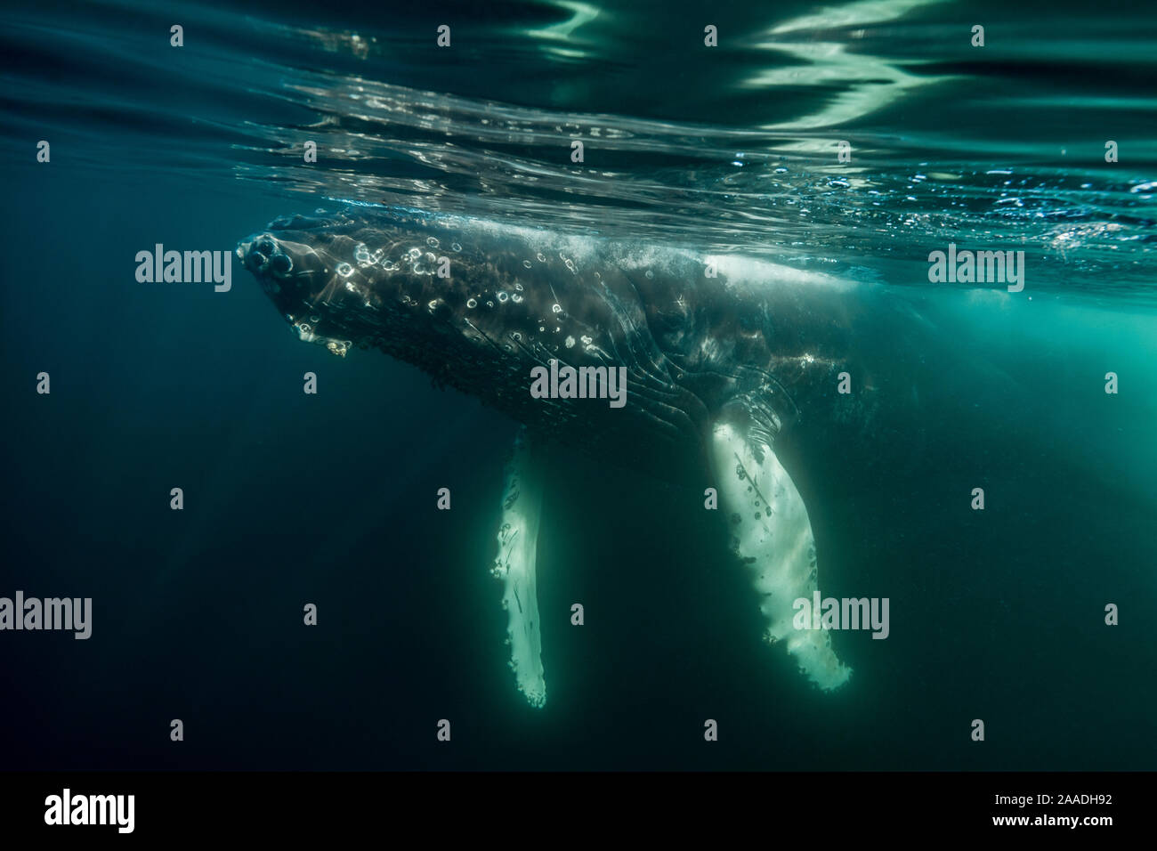 Humpback Whale (Megaptera novaeangliae), Baia di Fundy, Canada. Novembre. Foto Stock