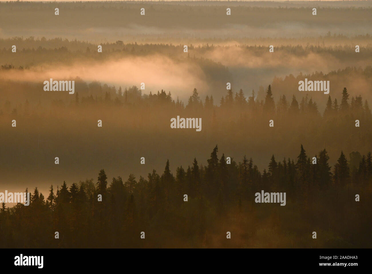 Il paesaggio della Foresta vergine di Komi sito Patrimonio Mondiale dell'UNESCO a sunrise. Queste sono le più grandi foreste vergini in Europa. Monti Urali, Repubblica di Komi, Russia. Agosto 2016 Foto Stock