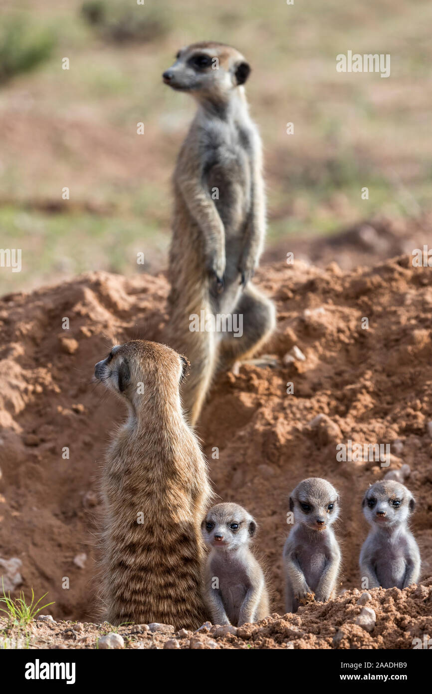 Meerkats (Suricata suricatta) con giovani, Kgalagadi Parco transfrontaliero, Northern Cape, Sud Africa, gennaio. Foto Stock