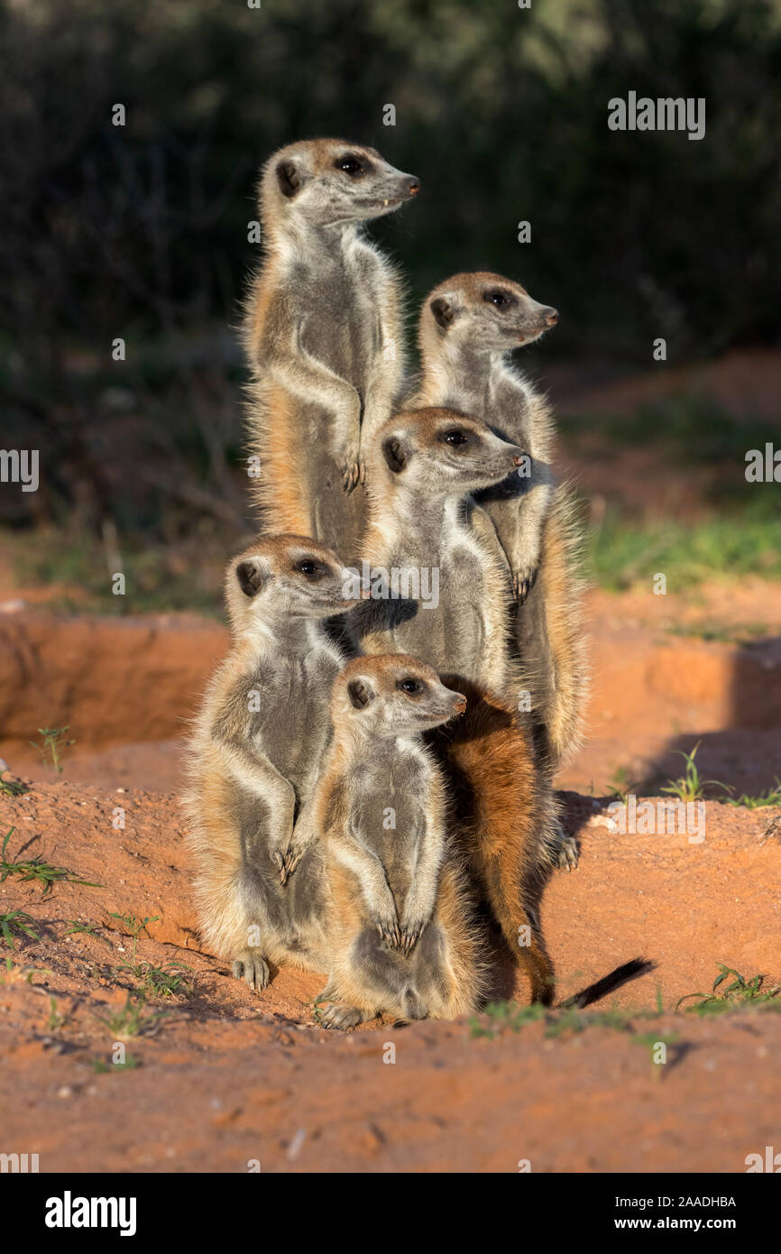 Meerkats (Suricata suricatta), Kgalagadi Parco transfrontaliero, Northern Cape, Sud Africa, gennaio. Foto Stock