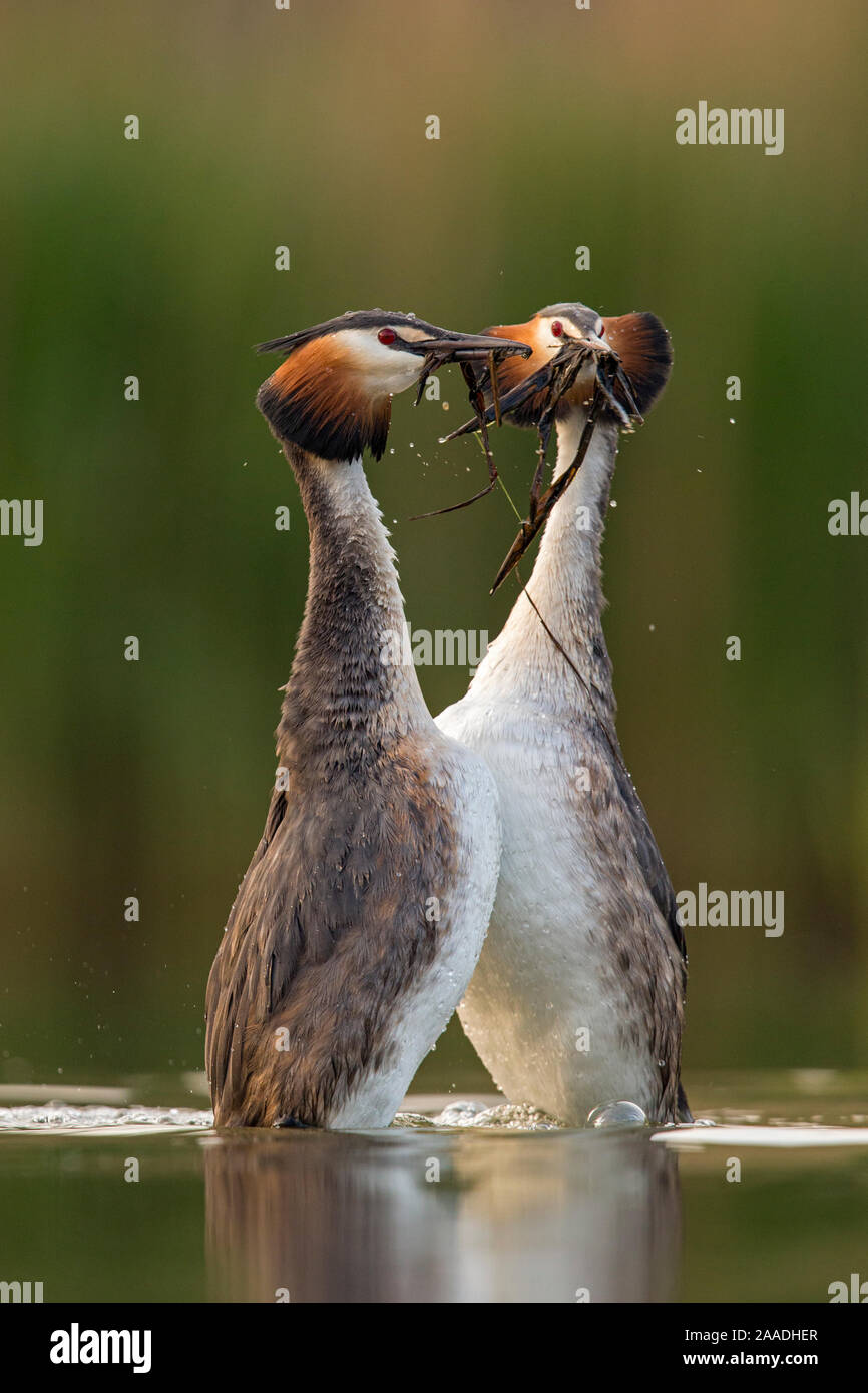 Svasso maggiore (Podiceps cristatus) eseguendo il loro "weed dance' durante il corteggiamento. Den Oever, Paesi Bassi. Luglio Foto Stock