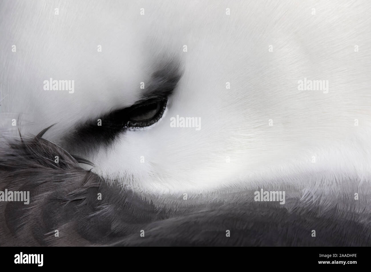 Nero-browed Albatross (Thalassarche melanophris) di appoggio in prossimità dell'occhio., West Point Island, Isole Falkland, Ottobre Foto Stock