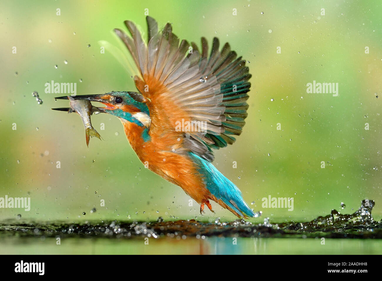 Kingfisher (Alcedo atthis) maschio, dopo le immersioni, tenendo fuori dall'acqua con pesci, un comune scarafaggio (Rutilus rutilus) in Lorena, Francia, Agosto Foto Stock