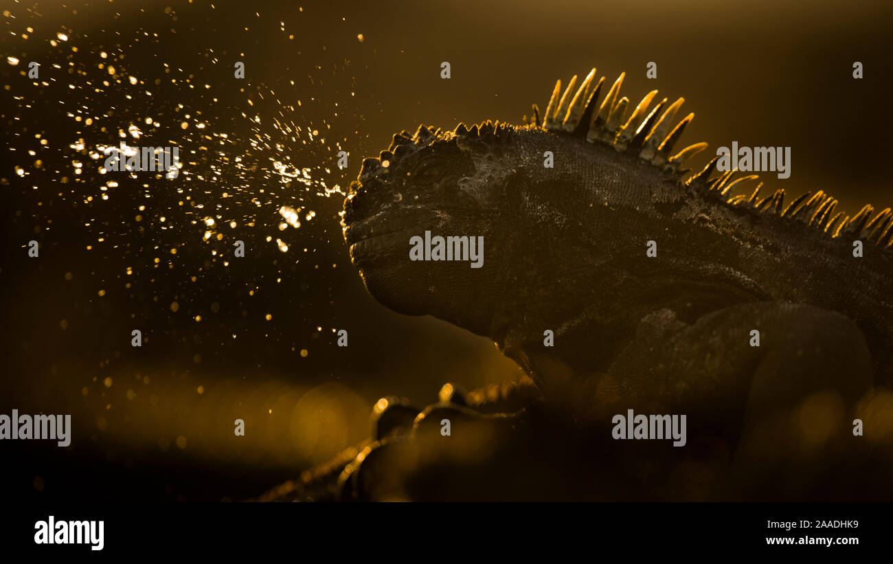 Iguana marina (Amblyrhynchus cristatus) starnuti, espellendo il sale al tramonto, Fernandina Island, Galapagos. Foto Stock