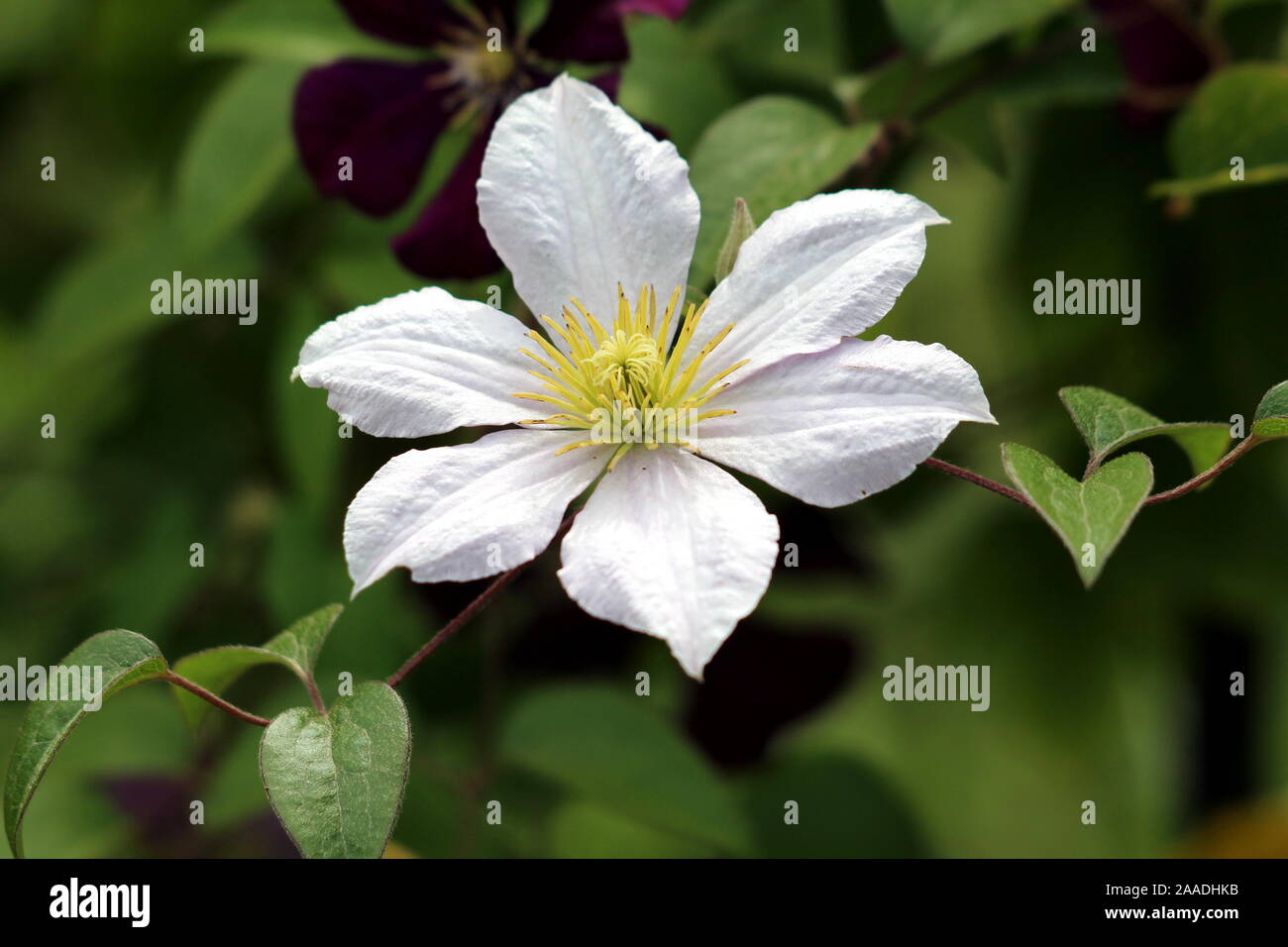 Fiore Bianco Con Centro Giallo Immagini E Fotos Stock Alamy