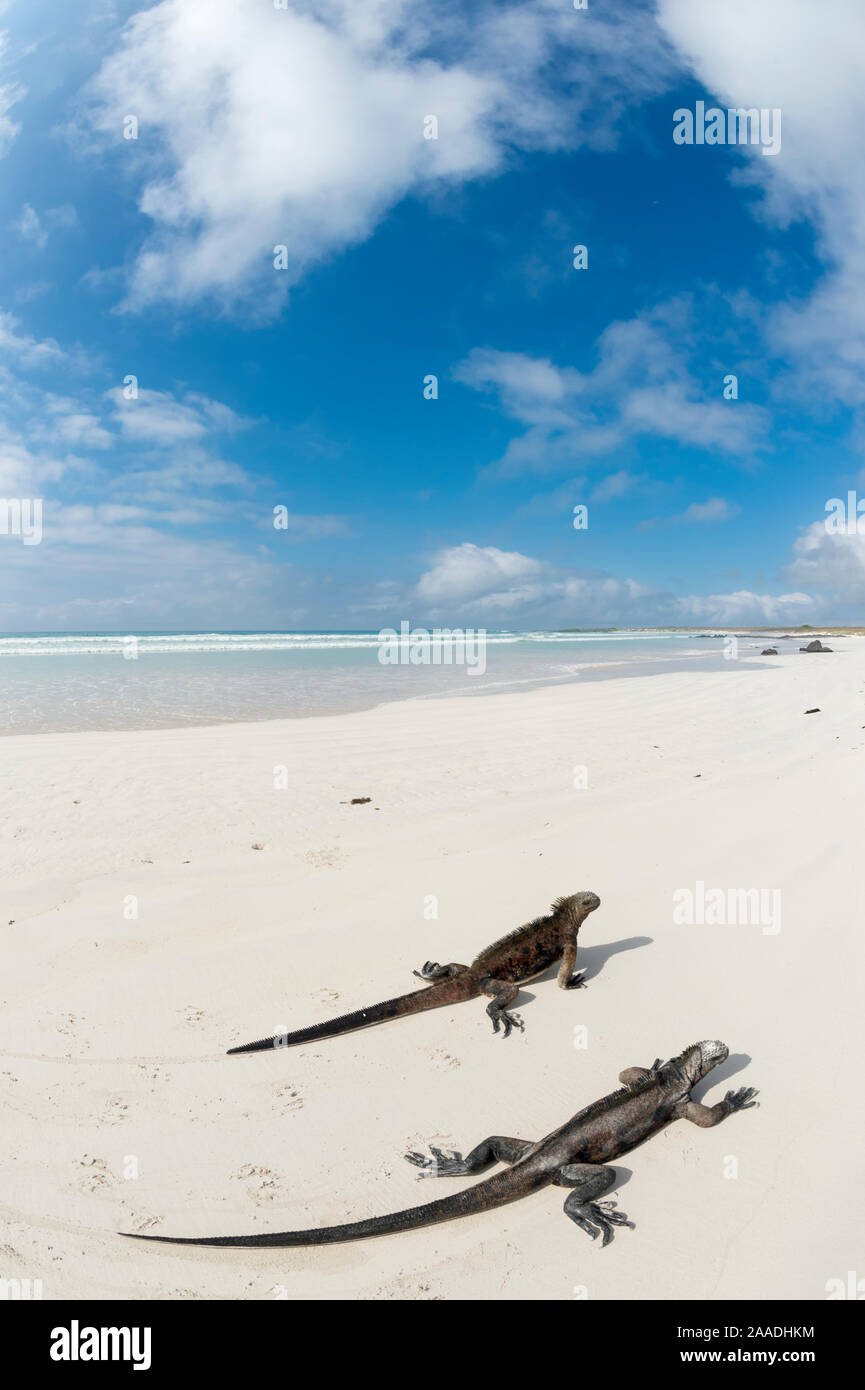 Iguana marina (Amblyrhynchus cristatus) due sulla spiaggia, Isola di Santa Cruz, Galapagos. Foto Stock