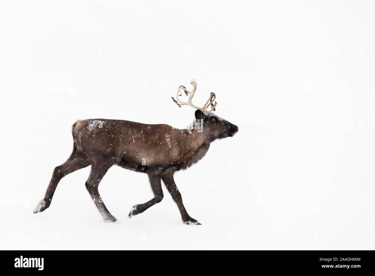 Renne domestiche (Rangifer tarandus) Sarek National Park, Laponia World Heritage Site, Lapponia svedese, Svezia. Foto Stock