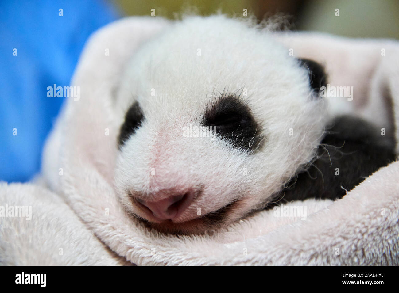 Panda gigante (Ailuropoda melanoleuca) età del bambino di un mese, dormendo su coperte in incubatore, Beauval Zoo, Francia. Settembre 2017 Foto Stock