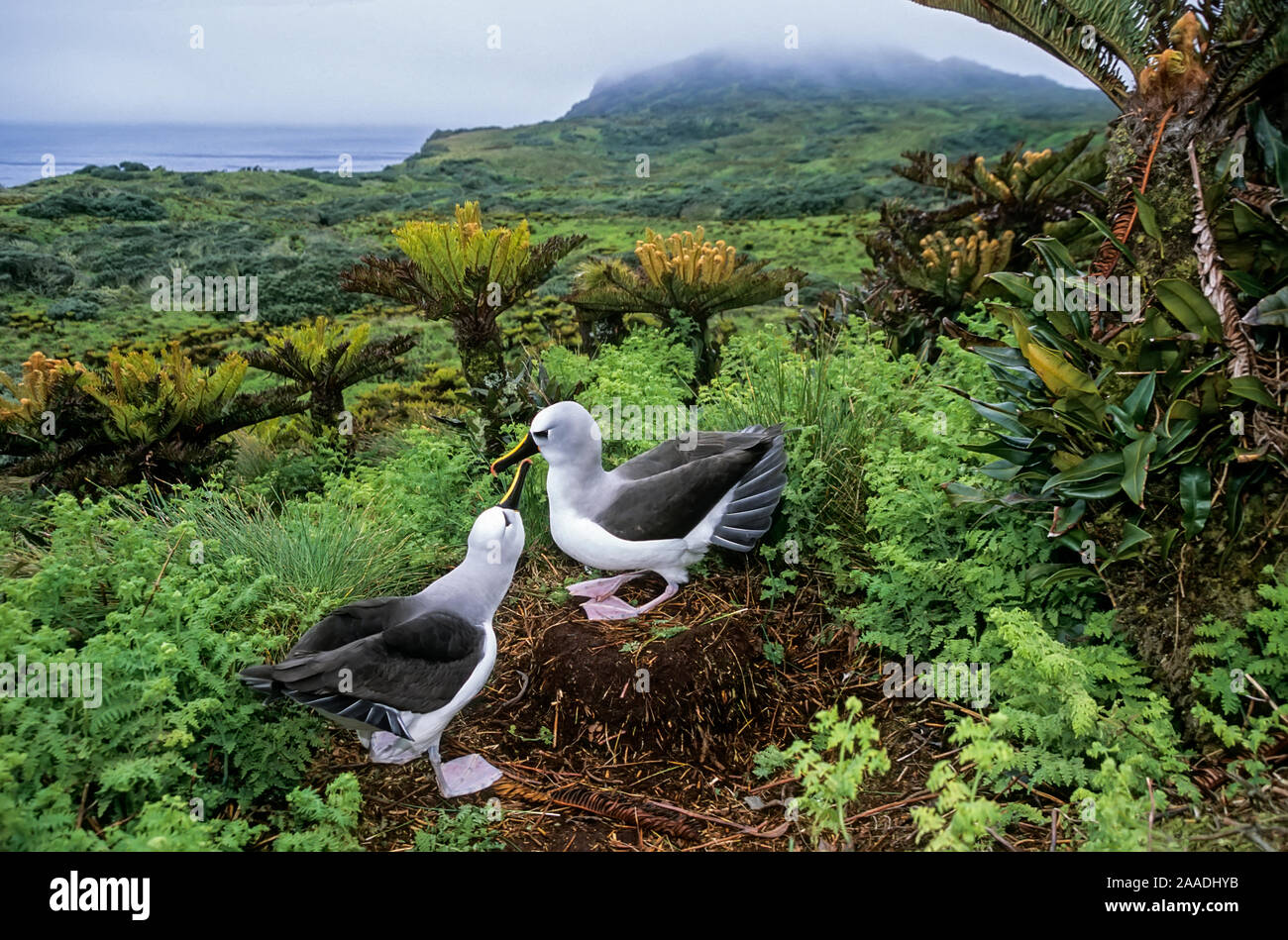 Atlantic giallo-naso (albatross Thalassarche chlororhynchos) corteggiamento, Gough Isola Gough e isole inaccessibili Sito Patrimonio Mondiale dell'UNESCO, Atlantico del Sud. Foto Stock