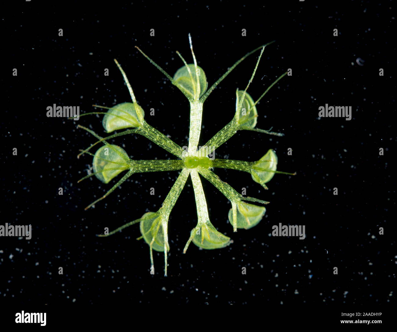 Waterwheel plant (Aldrovanda vesiculosa) un carnivoro pianta acquatica con la larva di zanzara. Foto Stock