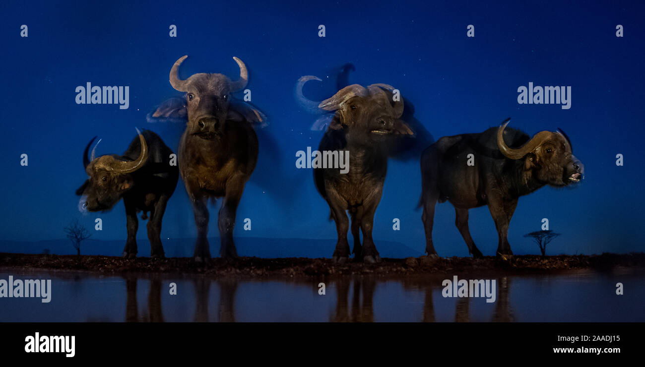 African buffalo (Syncerus caffer) a waterhole di notte, Mkuze, Sud Africa il terzo posto nella natura categoria portafoglio del World Press Photo Awards 2017. Foto Stock