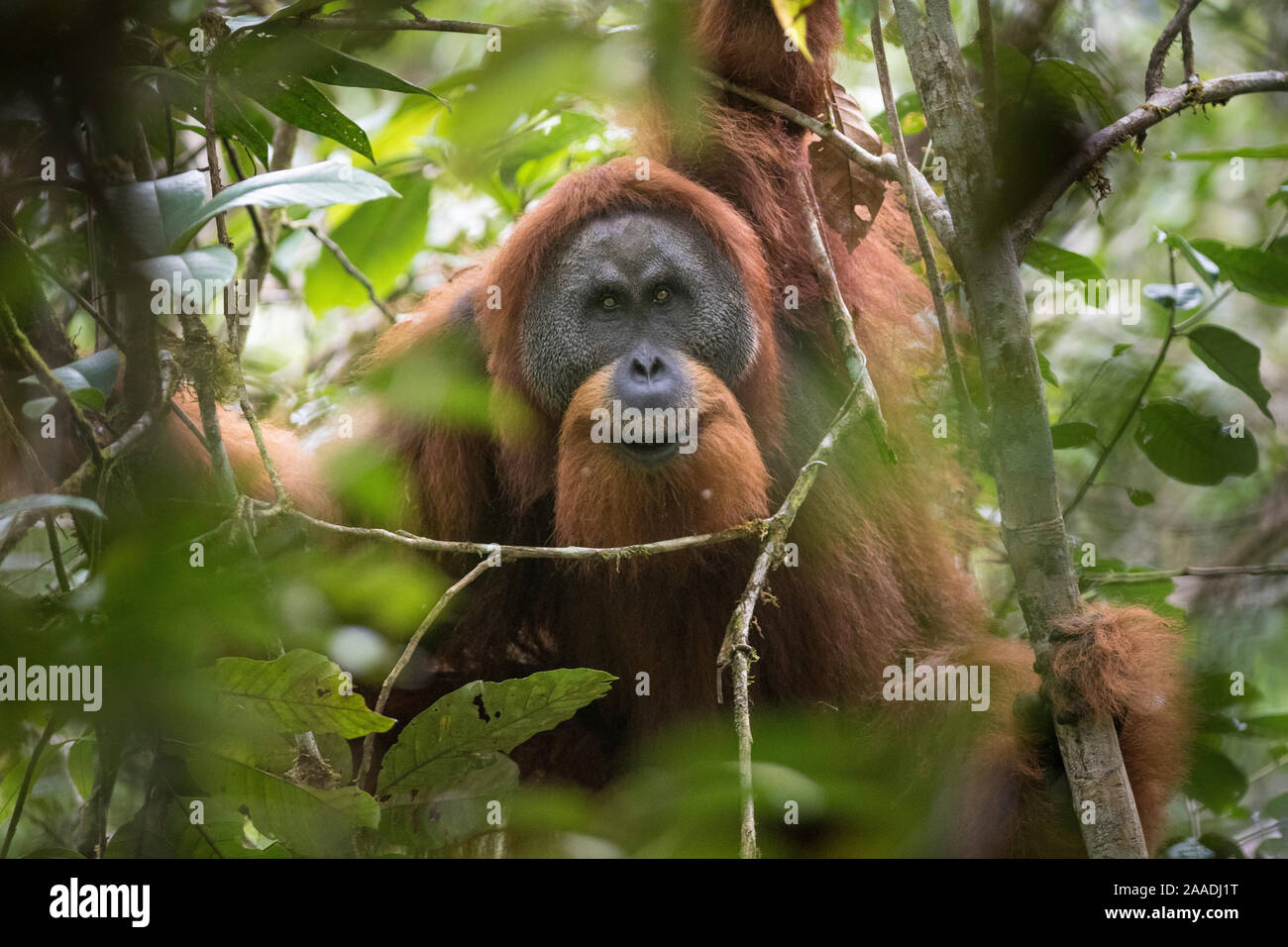 Tapanuli Orangutan (Pongo tapanuliensis) ritratto del maschio, Batang Toru, nel nord di Sumatra, Indonesia. Questa è una nuova specie identificata degli orangutan, limitata alla Batang Toru foreste nel nord di Sumatra è con una popolazione di circa 800 individui. Foto Stock