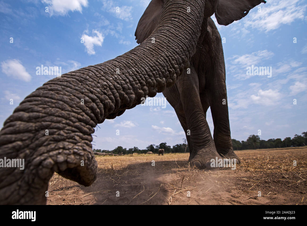 Elefante africano (Loxodonta africana) femmina matriarca avvicinando la fotocamera remota con curiosità - scattate con una fotocamera remota controllata dal fotografo. Il Masai Mara riserva nazionale del Kenya. Luglio 2013. Foto Stock