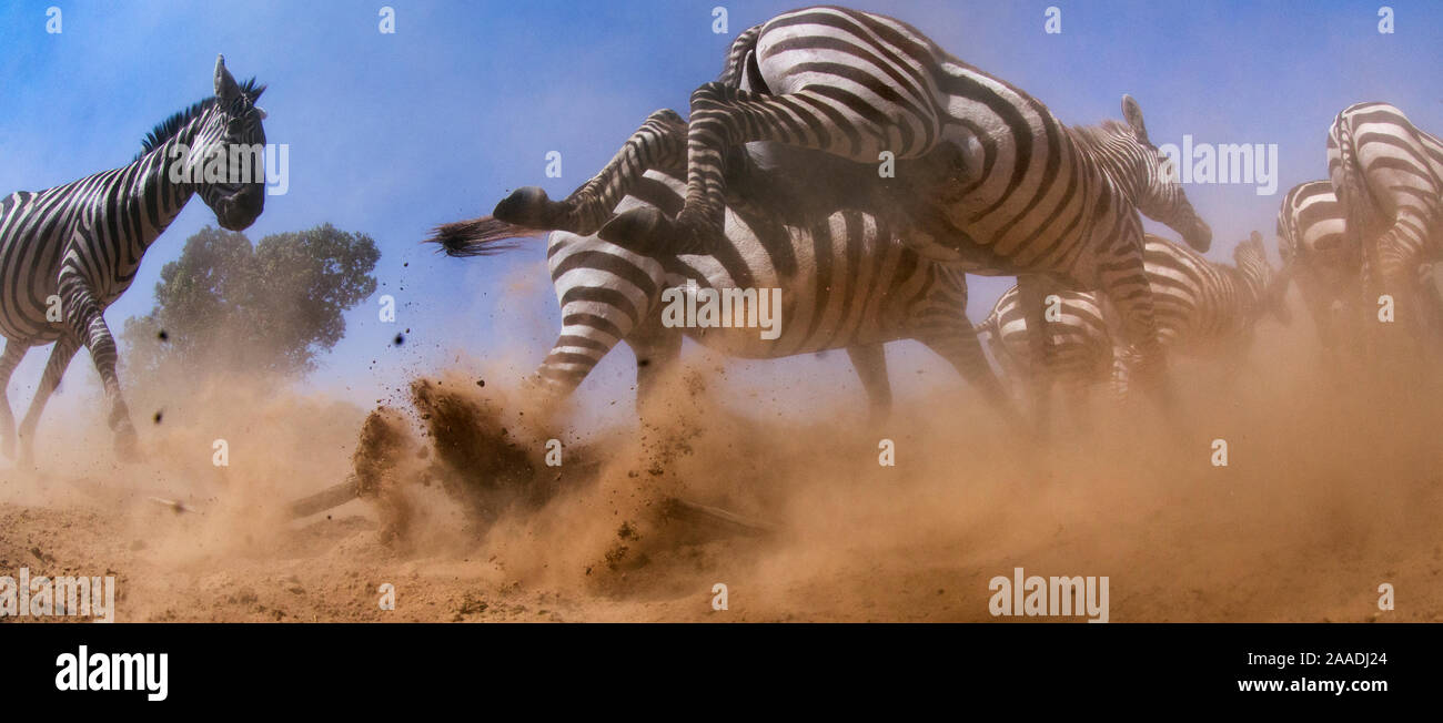 Comune o pianure zebra (Equus quagga burchelli) allevamento in movimento - scattate con una fotocamera remota controllata dal fotografo. Il Masai Mara riserva nazionale del Kenya. Luglio 2013. Foto Stock