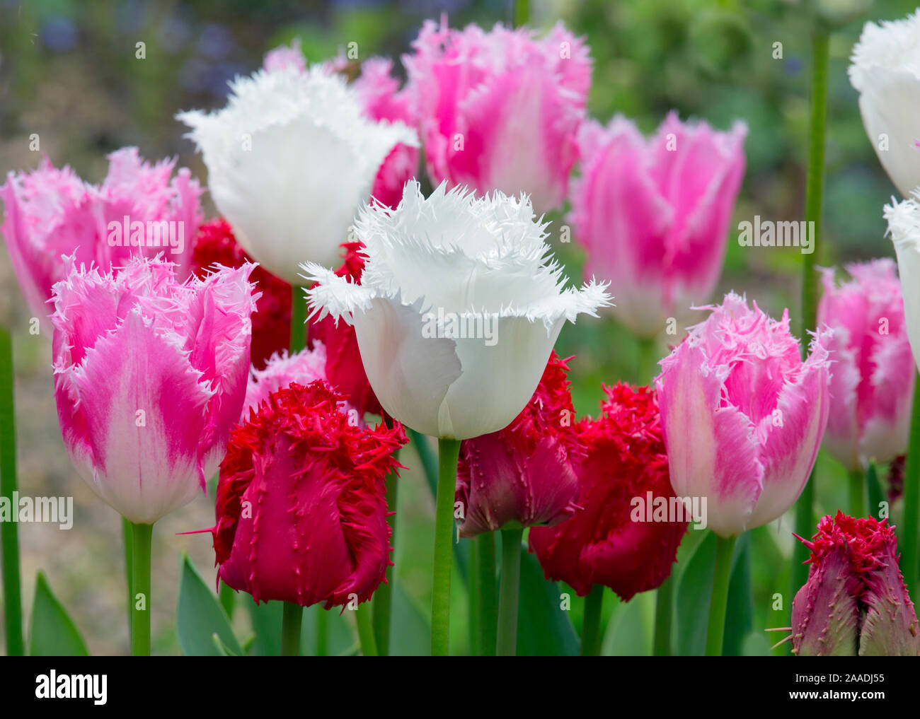 Orlata Tulip 'Dallas' (rosa) e Tulipa "Ali wan' (bianca) e Tulipa "Valery Gergiev' (rosso) cresce in giardino confine. Inghilterra, Regno Unito. Foto Stock