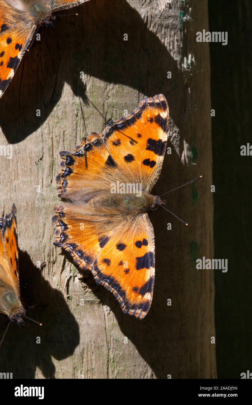 Grande tartaruga (Nymphalis polychloros), Sark, Britanniche Isole del Canale, Luglio. Foto Stock