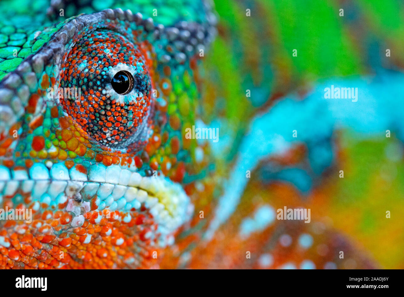 Panther Chameleon (Furcifer pardalis) ritratto maschile, Madagascar. Condizioni controllate Foto Stock