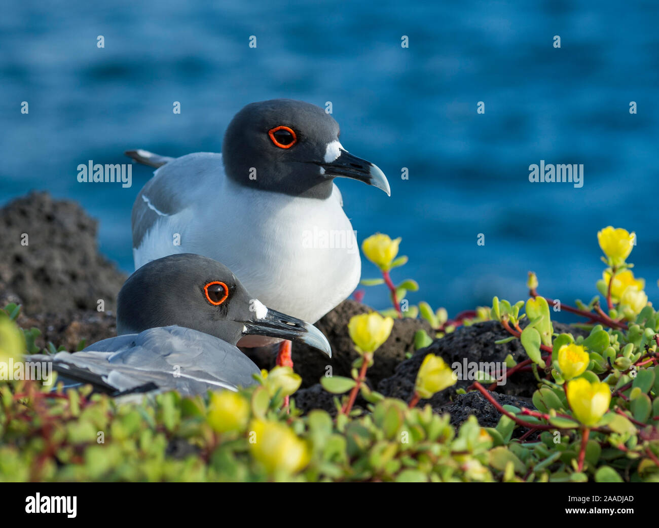 Swallow-tailed gull (Creagrus furcatus) Plazas Island, Galapagos Foto Stock