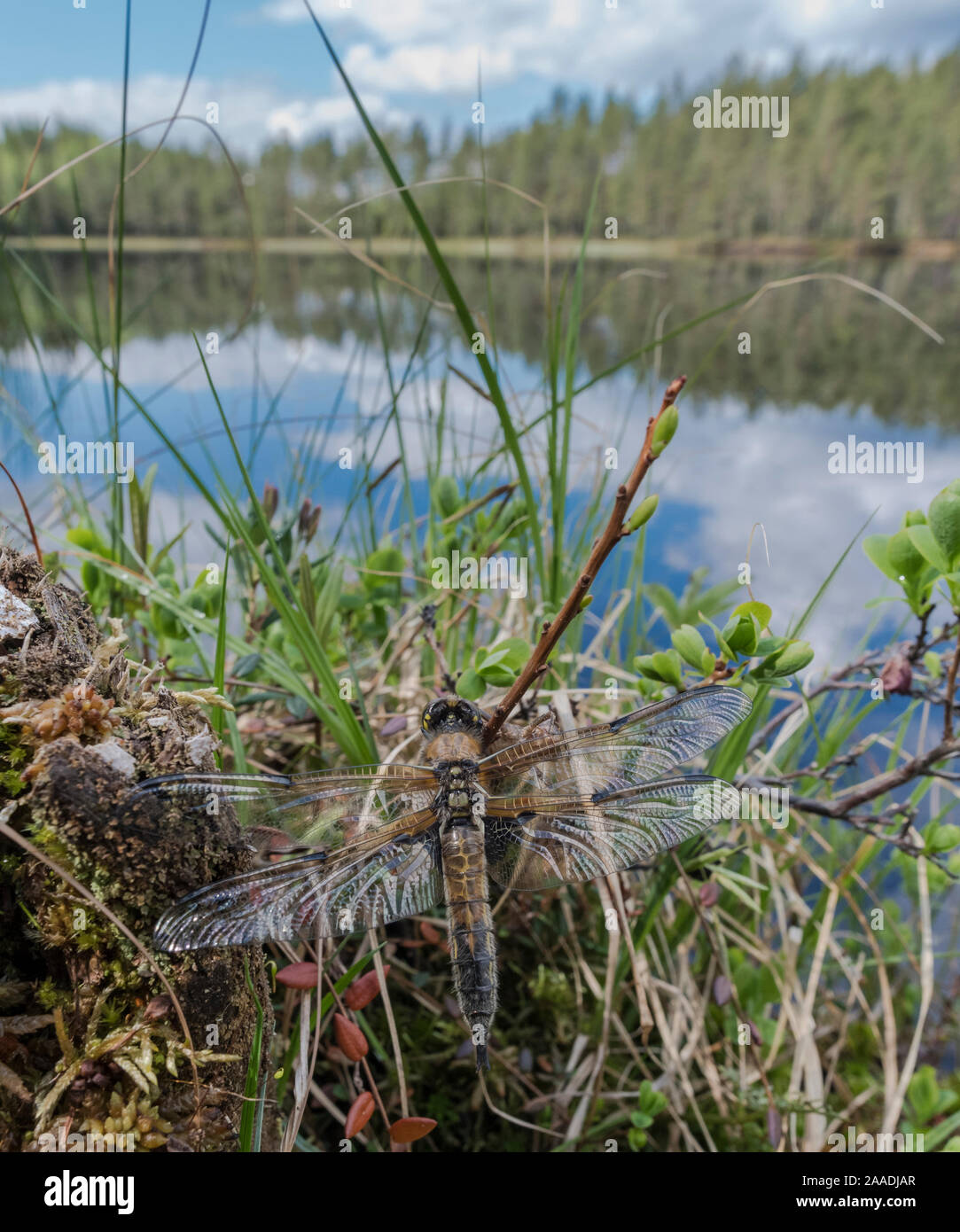Quattro-spotted chaser dragonfly (Libellula quadrimaculata) appena emerso. Finlandia, Giugno. Foto Stock