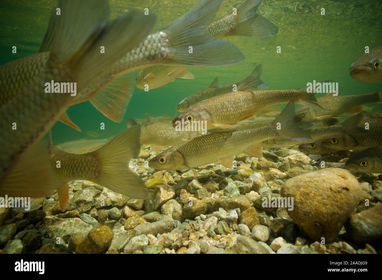 Il cavedano (Squalius cefalo), sul vivaio Sava Bohinjka River, Slovenia Giugno 2013 . Fotografato per il progetto di acqua dolce Foto Stock