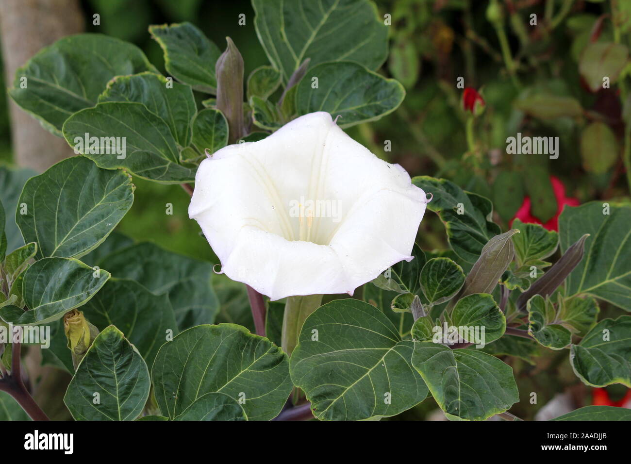 Datura o diavoli tromba o Moonflower o Jimsonweed o diavoli infestante o Hells bells o Thorn apple o Toloache o Tolguacha erbacee frondoso e velenose Foto Stock