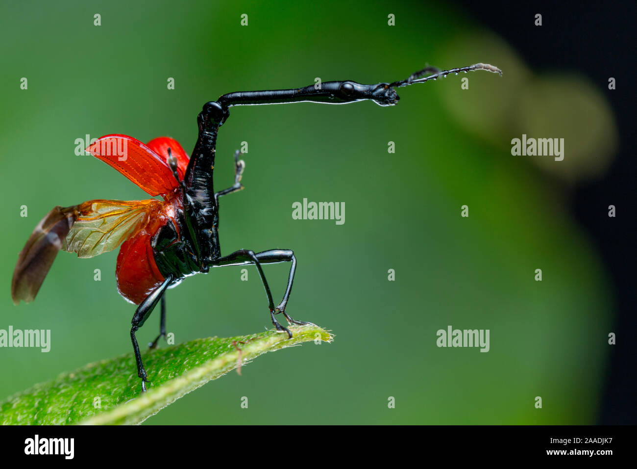 Curculione giraffa (Trachelophorus giraffa) Andasibe-Mantadia National Park, Moramanga, Madagascar. Foto Stock