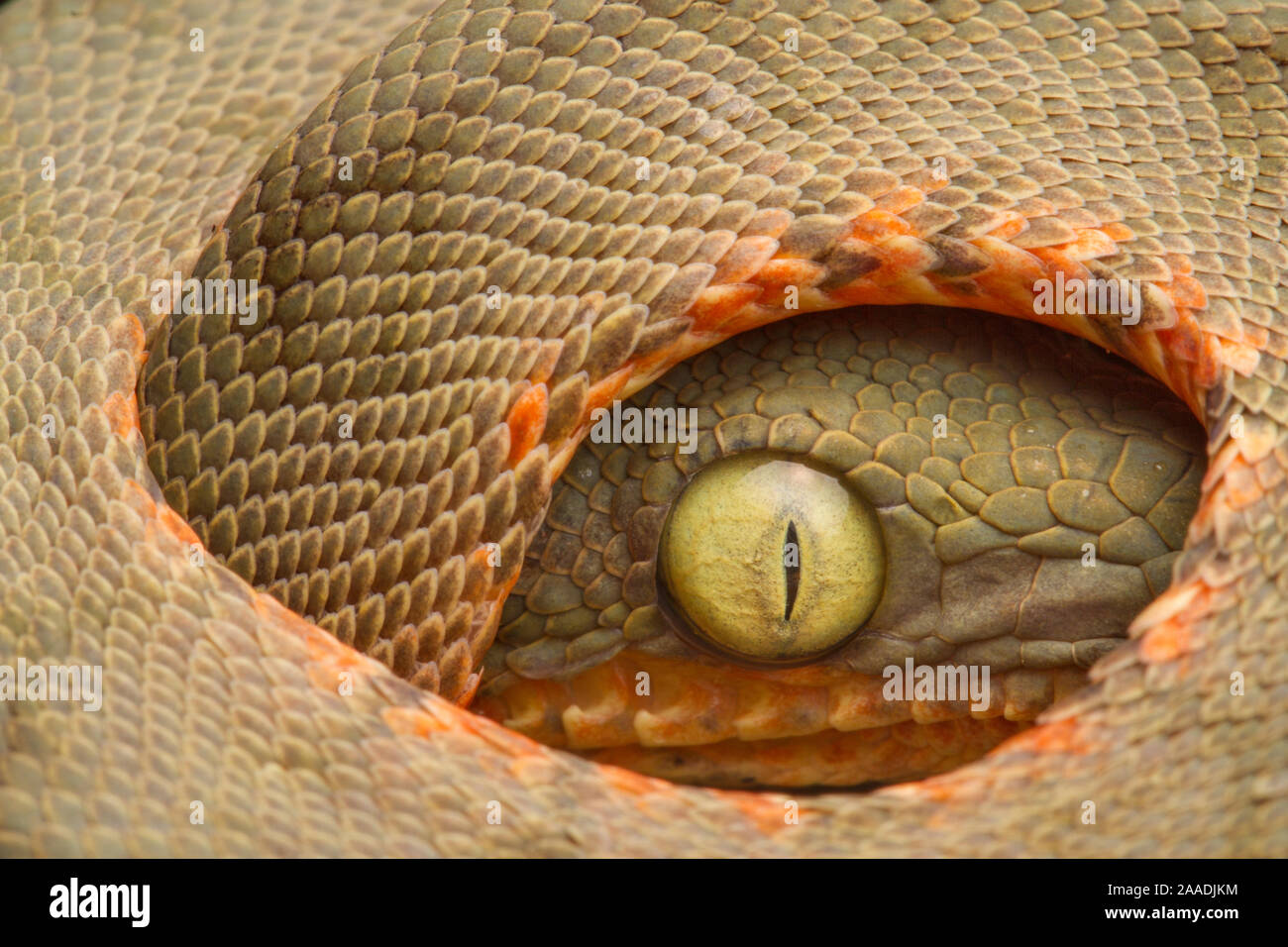 I capretti di Amazon Tree-Boa (Corallus hortulanus) in posizione difensiva. Yasuni National Park, Orellana, Ecuador. Foto Stock